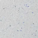 Линолеум коммерческий гомогенный Tarkett коллекция iQ Zenith 703, коммерческий линолеум.